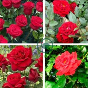 Hardy Water Red Rose 100 Seeds