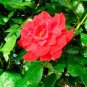 Hardy Water Red Rose 100 Seeds