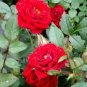 Hardy Water Red Rose 100 Seeds