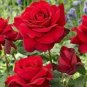 Hardy Water Red Rose 100 Seeds