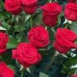 Hardy Water Red Rose 100 Seeds