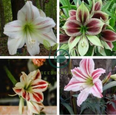 Amaryllis Seed 'Tiger' 200 Seeds
