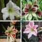 Amaryllis Seed 'Tiger' 200 Seeds