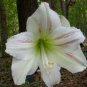 Amaryllis Seed 'Tiger' 200 Seeds