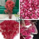 Rare Red Creeping Baby's Breath Flower 100 Seeds
