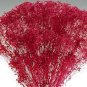 Rare Red Creeping Baby's Breath Flower 100 Seeds