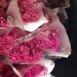 Rare Red Creeping Baby's Breath Flower 100 Seeds