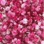 Rare Red Creeping Baby's Breath Flower 100 Seeds