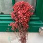 Rare Red Creeping Baby's Breath Flower 100 Seeds