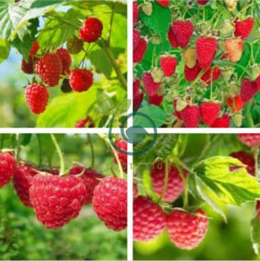 Perennial Raspberry Fruits 160 Seeds