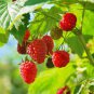 Perennial Raspberry Fruits 160 Seeds