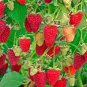 Perennial Raspberry Fruits 160 Seeds