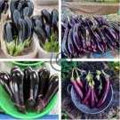 Sichuan Super Red Early-maturing Long Eggplant 16 Seeds