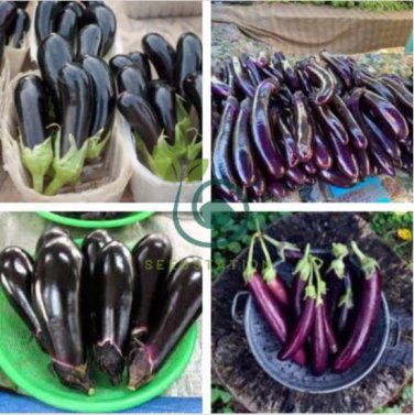 Sichuan Super Red Early-maturing Long Eggplant 16 Seeds