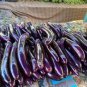 Sichuan Super Red Early-maturing Long Eggplant 16 Seeds