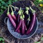 Sichuan Super Red Early-maturing Long Eggplant 16 Seeds