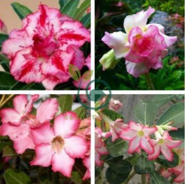 Rosy Adenium Obesum IRIN Desert Rose Flowers 4 Seeds