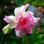 Rosy Adenium Obesum IRIN Desert Rose Flowers 4 Seeds