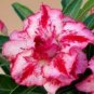 Rosy Adenium Obesum IRIN Desert Rose Flowers 4 Seeds