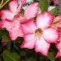 Rosy Adenium Obesum IRIN Desert Rose Flowers 4 Seeds