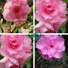 Rosy Adenium Obesum Hassadee Pink Desert Rose Flowers 4 Seeds