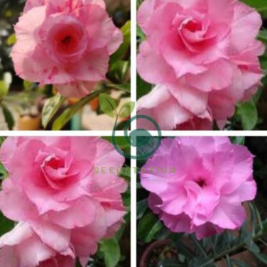 Rosy Adenium Obesum Hassadee Pink Desert Rose Flowers 4 Seeds