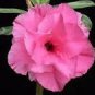 Rosy Adenium Obesum Hassadee Pink Desert Rose Flowers 4 Seeds