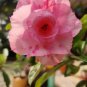 Rosy Adenium Obesum Hassadee Pink Desert Rose Flowers 4 Seeds
