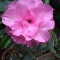 Rosy Adenium Obesum Hassadee Pink Desert Rose Flowers 4 Seeds