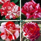 New Pink Rose Red Strip Shrub Flower 100 Seeds