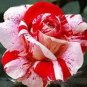 New Pink Rose Red Strip Shrub Flower 100 Seeds