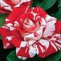 New Pink Rose Red Strip Shrub Flower 100 Seeds