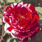 New Pink Rose Red Strip Shrub Flower 100 Seeds