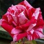 New Pink Rose Red Strip Shrub Flower 100 Seeds