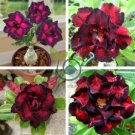 Rosy Adenium Obesum Black Red Desert Rose Flowers 4 Seeds