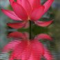 'Bride' Red Lotus Flower Water Lily Flower Aquatic Plants 2 Seeds
