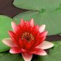 'Bride' Red Lotus Flower Water Lily Flower Aquatic Plants 2 Seeds