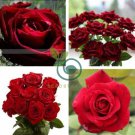 Thin Leaves Blood Red Flowers Rare Heirloom Rose Flower 100 Seeds