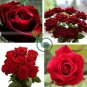 Thin Leaves Blood Red Flowers Rare Heirloom Rose Flower 100 Seeds