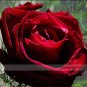 Thin Leaves Blood Red Flowers Rare Heirloom Rose Flower 100 Seeds