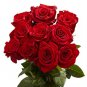 Thin Leaves Blood Red Flowers Rare Heirloom Rose Flower 100 Seeds