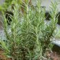 Rosemary Rosmarinus officinalis Herbs 10 Seeds