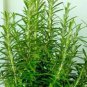 Rosemary Rosmarinus officinalis Herbs 10 Seeds