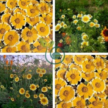 Layia Elegans Garden Flowers 60 Seeds