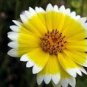 Layia Elegans Garden Flowers 60 Seeds