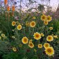 Layia Elegans Garden Flowers 60 Seeds