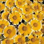 Layia Elegans Garden Flowers 60 Seeds
