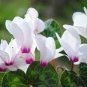 New Light Pink Plicated Cyclamen with Red Edge Flower 10 Seeds
