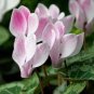 New Light Pink Plicated Cyclamen with Red Edge Flower 10 Seeds