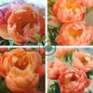 Peony Peach-red Golden Perennial Tree Flower 10 Seeds